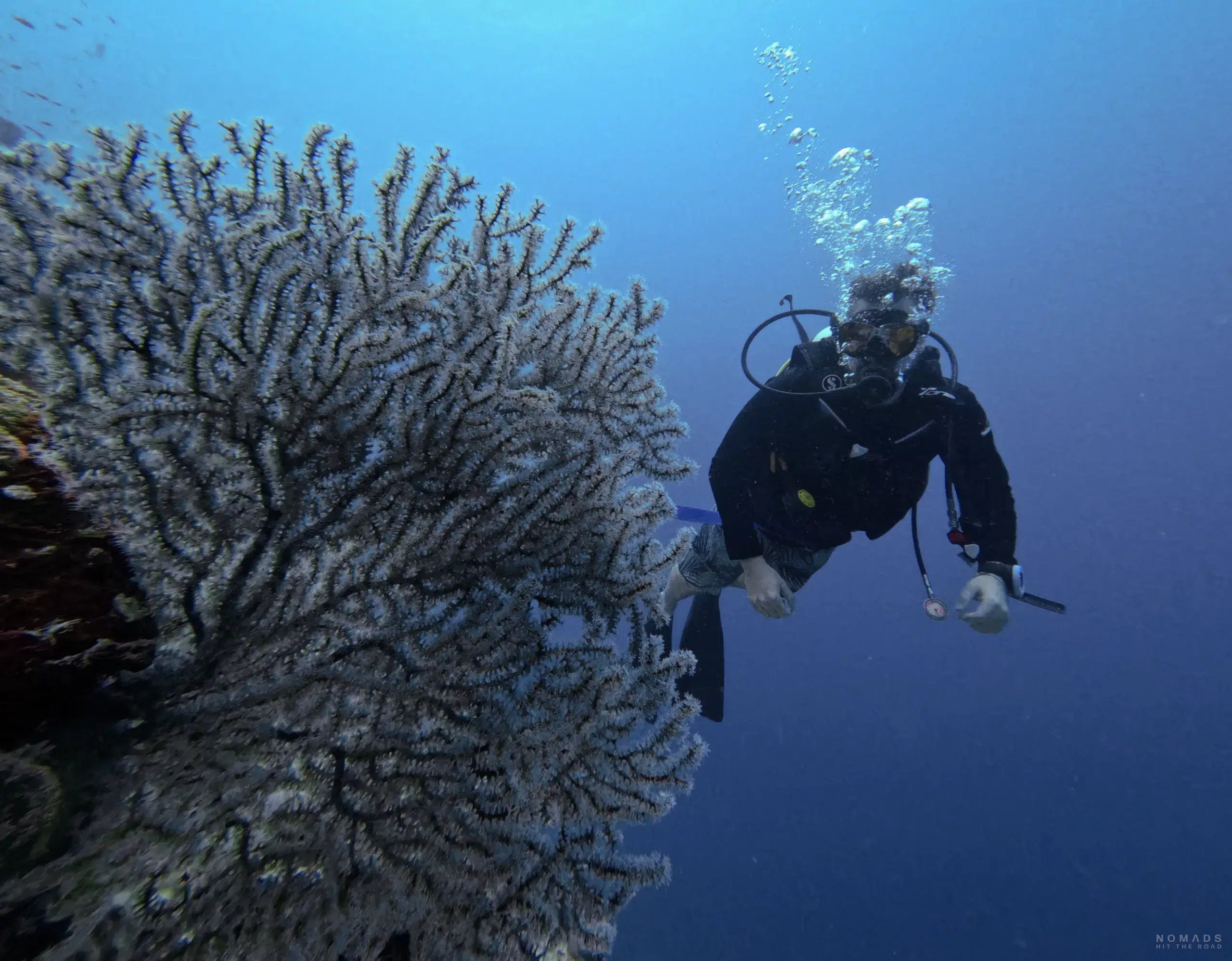Auf den Malediven tauchen, ein Paradies voller Korallen und Fischen