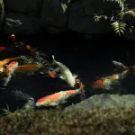 Koi Fische in einem Teich in Asakusa, Tokio