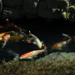 Koi Fische in einem Teich in Asakusa auf Tokio Reise