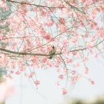 Kirschblütenbaum mit Vogel auf Städtereise Tokio