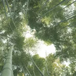 Blick nach oben in die Spitzen des Arashiyama Bambuswaldes in Kyoto