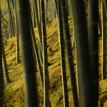 Blick zwischen den Bambus im Arashiyama Bambuswald