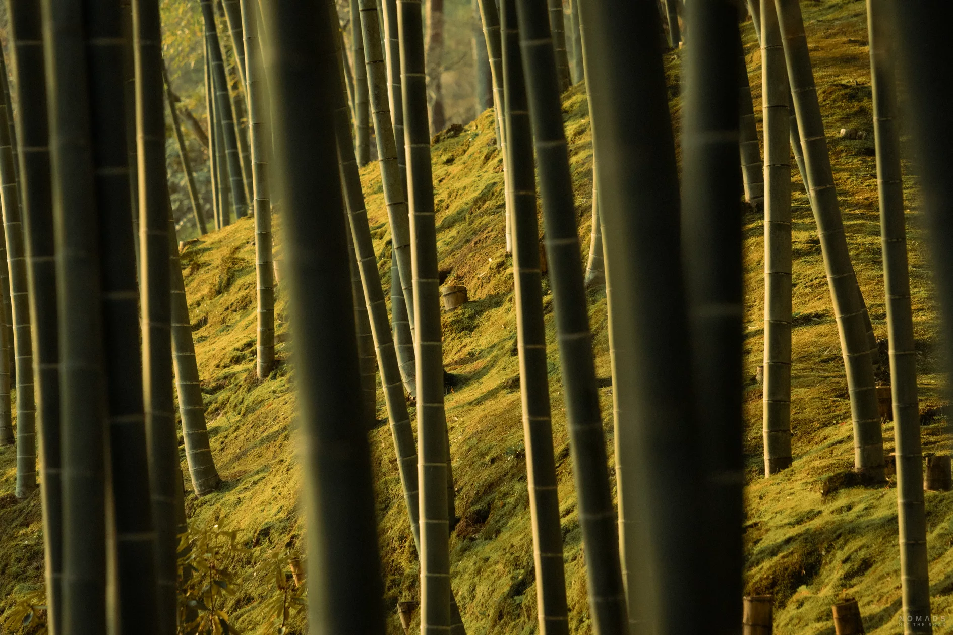 Blick zwischen den Bambus im Arashiyama Bambuswald
