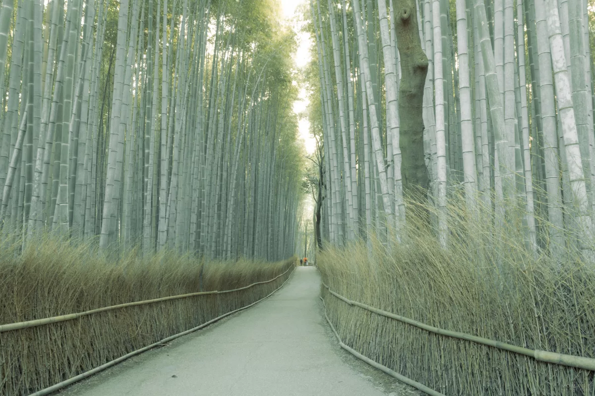 Bekannter Instagram Fotospot im Arashiyama Bambuswald in Kyoto