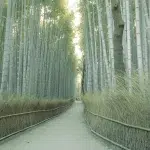 Bekannter Instagram Fotospot im Arashiyama Bambuswald in Kyoto