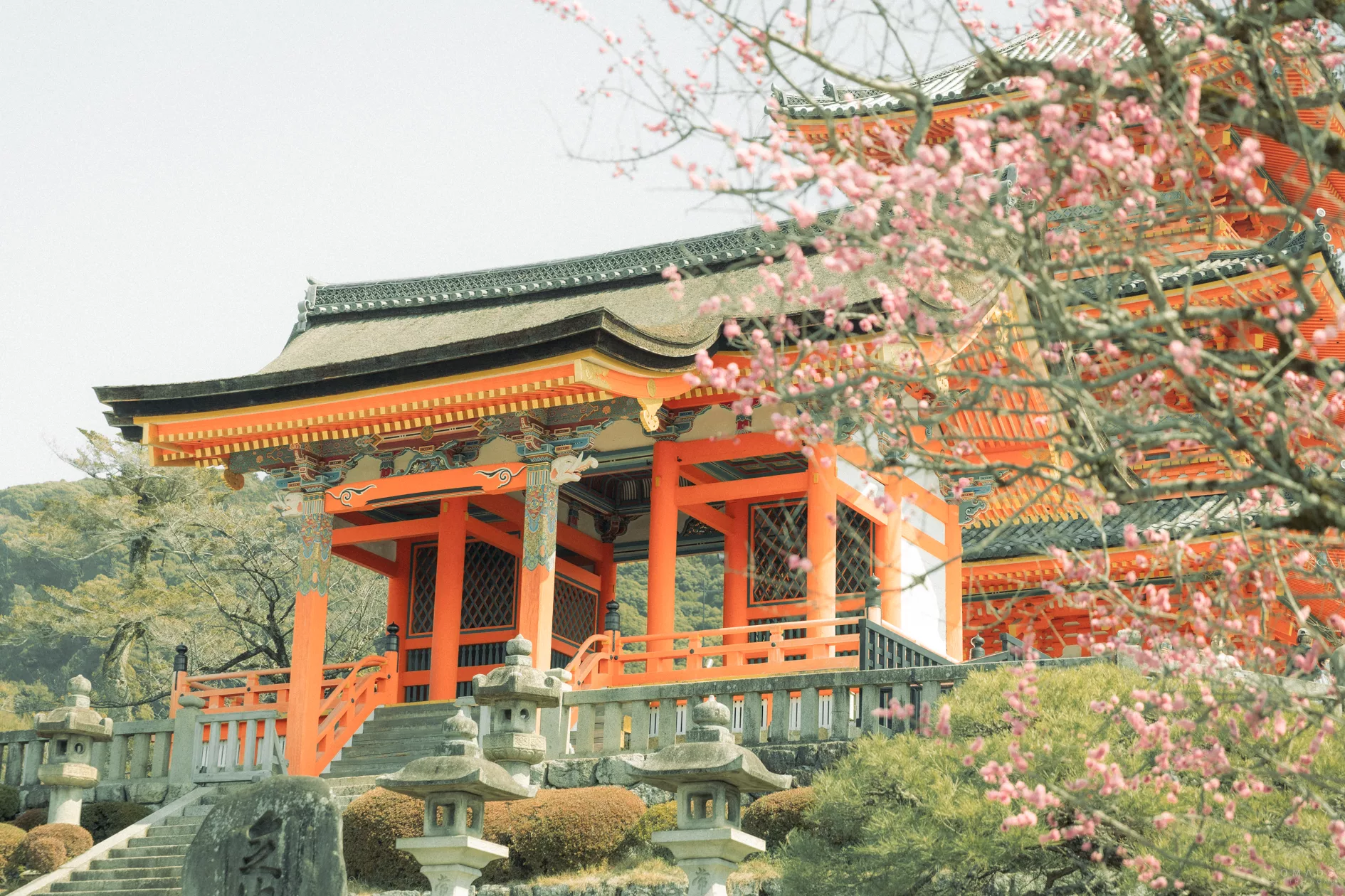 Kirschblüten vor einem der bekanntesten Temple Kyōtos Kiyomizu-dera Schrein.