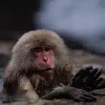 Affe genießt das heiße Wasser der Quellen im Jigokudani Yaen Kōen und hält seine Füße raus