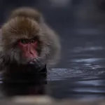 ein Affe in den heißen Quellen im Jigokudani Yaen Kōen mit der Hand im Gesicht