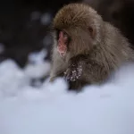 Kleiner Makake sitzt im Schnee im Jigokudani Yaen Kōen
