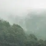 Blick auf die im Nebel liegenden Wälder vom Oishi Park aus