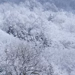 Wald mit Bäumen von Schnee bedeckt