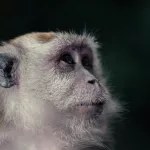 Porträt vom Affen an den Batu Caves