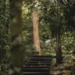 Holzweg durch den Dschungel im Nationalpark