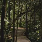 Holzweg durch den Dschungel im Taman Negara