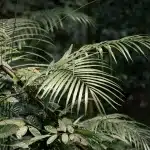 das satte Grün der Dschungelpflanzen im Taman Negara