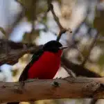Rot schwarzer Vogel sitzt auf einem Ast in einem Baum in Namibia
