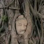 Buddhakopf in einen Baum eingewachsen