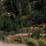 Dichte alpine Vegetation im Pirin-Gebirge mit Latschenkiefern und felsigem Untergrund, durchsetzt von trockenen Pflanzen.