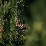 Nahaufnahme einer kleinen Kiefer im Pirin-Gebirge mit einem heranreifenden Zapfen, der sich zwischen den Nadeln versteckt.