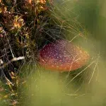 Nahaufnahme eines Fliegenpilzes, versteckt zwischen Gräsern und herbstlichen Pflanzen im Pirin-Gebirge.