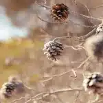 Pinienzapfen an einem kahlen Ast im Herbst auf Mallorca.
