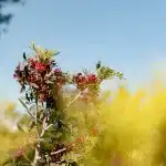 Rote Beeren vor blauem Himmel auf Mallorca.