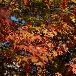 Herbstliche Blätter in warmen Rot- und Gelbtönen – eine idyllische Momentaufnahme aus Tiranas Parks.