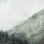 Wald und Bäume mit Schnee bedeckt im Winter in Japan