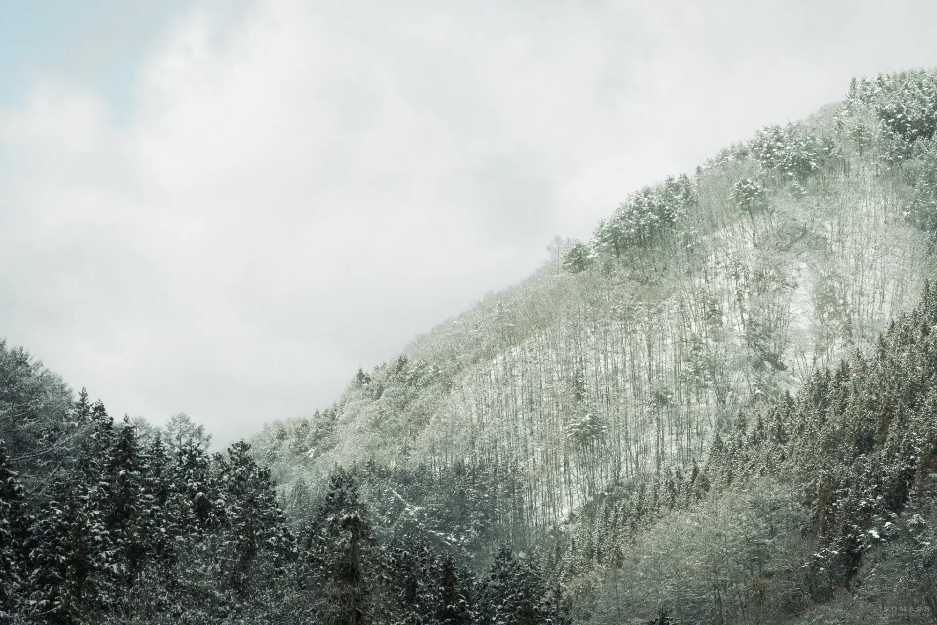 Wald und Bäume mit Schnee bedeckt im Winter in Japan
