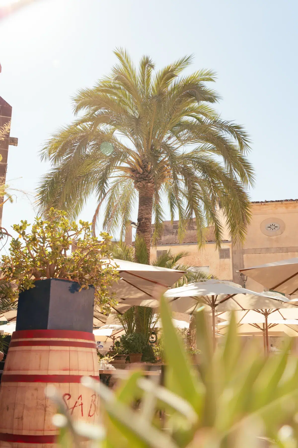 Palmen und Pflanzen des Restaurants Sa Botiga Santanyí