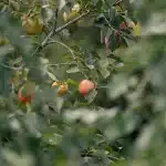 Reife Persimonenfrüchte an einem Baum in einem Obstgarten in der Nähe von Berat, Albanien.