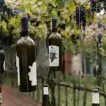 Hängende Weinflaschen als Dekoration auf einem Weingut in der Region Berat, umgeben von reifen Weintrauben.