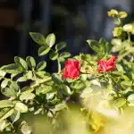 Rote Rosen im Vordergrund eines Gartens in Gjirokastër – Ein Detail, das den Charme der Stadt unterstreicht.