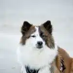 Ein Hund blickt aufmerksam in die Ferne, während er am Strand von Breskens verweilt.