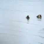 Zwei Enten treiben auf dem ruhigen Wasser in den Waterdunen, ein idyllischer Anblick in Breskens.