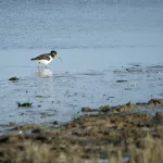 Ein Austernfischer watet am Ufer der Waterdunen – typisch für die Vogelwelt der Region.