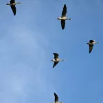 Fliegende Wildgänse über Breskens, ein häufiger Anblick in der Umgebung des Waterdunen-Naturschutzgebiets.