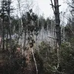 Dicht bewachsener Wald im Murnauer Moos, mit kahlen Bäumen und mooriger Vegetation – eine unberührte, stille Landschaft.