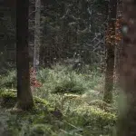 Blick in den ruhigen Wald nahe dem Murnauer Moos – Zwischen den Bäumen öffnet sich der Blick auf eine moosige, dichte Vegetation, die das Waldstück lebendig wirken lässt.