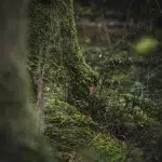 Detailaufnahme eines moosbedeckten Baumstamms im Waldstück – Das leuchtend grüne Moos kontrastiert mit der dunklen Rinde des Baumes und vermittelt eine unberührte, natürliche Stimmung.