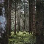 Dichter Nadelwald auf dem Weg zum Murnauer Moos – Hohe, gerade Bäume mit moosbedecktem Boden schaffen eine ruhige, fast märchenhafte Atmosphäre.