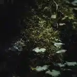 Nahaufnahme von moosbewachsenen Felsen mit kleinen grünen Blättern, die in der dunklen, feuchten Umgebung der Partnachklamm wachsen.
