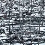 Abgebrannter Wald mit übrig gebliebenen Baumstämmen auf schneebedeckter Fläche