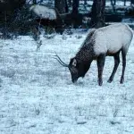 Elch grast auf einer verschneiten Wiese im Jasper Nationalpark