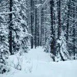 Verschneiter Waldweg am Moose Lake Trail