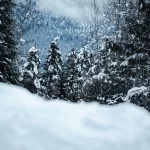 Schneebedeckte Bäume in einem Wald