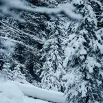 Schneebedeckte Bäume in einem Wald