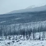 Abgebrannter Wald mit übrig gebliebenen Baumstämmen auf schneebedeckter Fläche