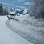 Wildtiere am Straßenrand auf einer befahrenen Straße