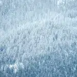 Verschneiter, weißer Tannenwald